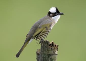 Chinese Bulbul