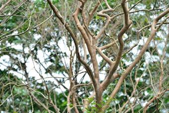 Subcostate Crape Myrtle