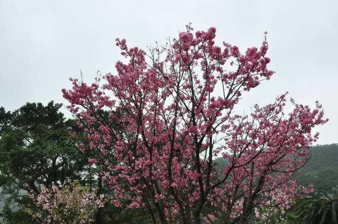 沿線盛開的櫻花