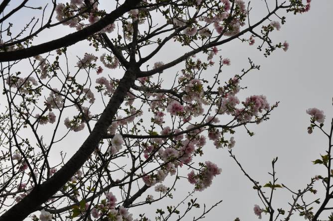 沿線盛開的櫻花