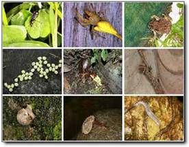 內雙溪森林自然中心2