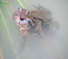 生  態