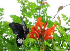 蝴蝶停留在花上