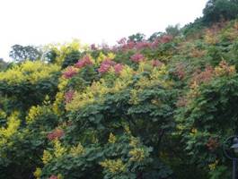 台灣欒樹的黃花和紅果