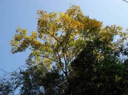 無患子金黃色葉片