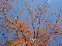 山漆紅葉景觀