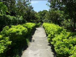 八景 鐵枴李-自然步道「健（賤）」