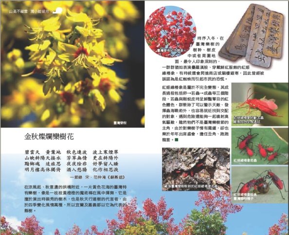 臺灣欒樹生態解說