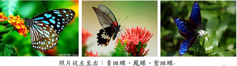 北投湖山秘境「橫嶺古道」  楓紅湛現