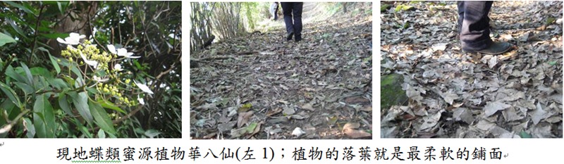 北投湖山秘境「橫嶺古道」  楓紅湛現