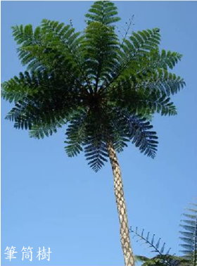 筆筒樹