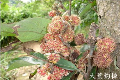 大葉釣樟