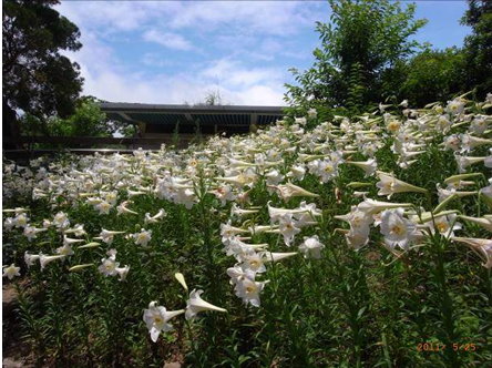 北市內雙溪「百合花」綻放-照片1