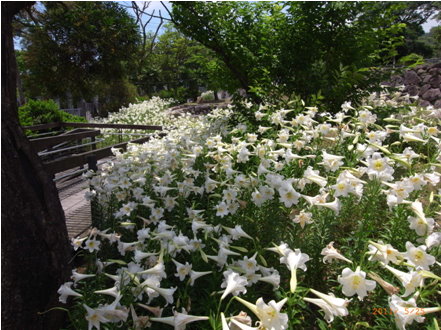 北市內雙溪「百合花」綻放-照片2