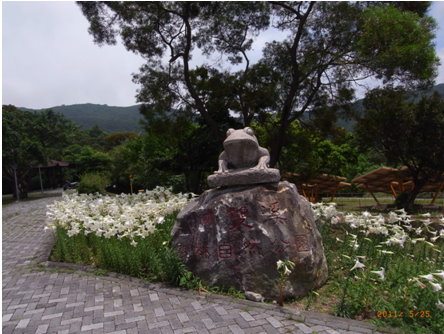 北市內雙溪「百合花」綻放-照片3