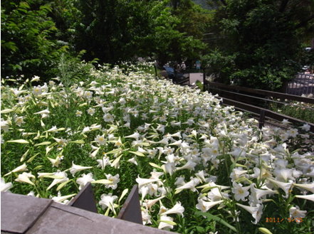 北市內雙溪「百合花」綻放-照片4
