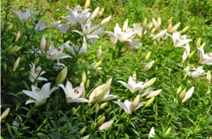 內湖白石湖農業環境改善計畫-照片4