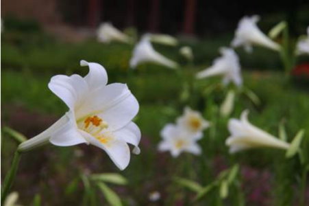 北市內雙溪自然中心照片2