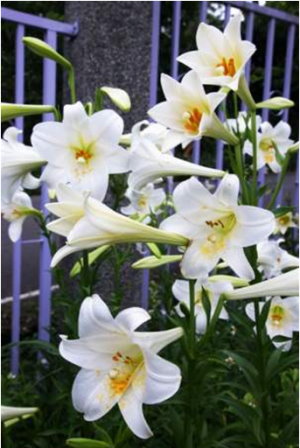 北市內雙溪自然中心照片1