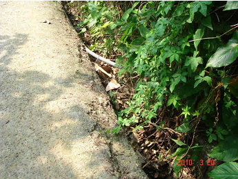 圖二、環境異常徵兆：排水溝遭落葉堵塞