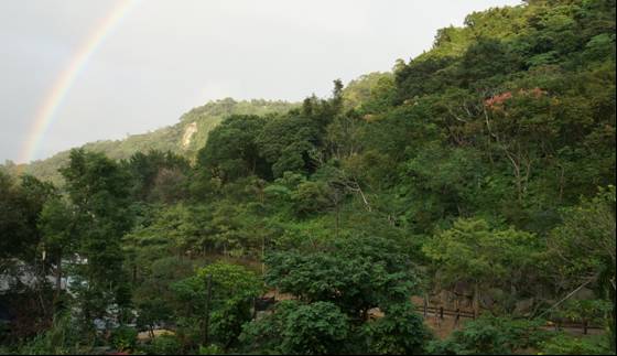 昔日的聚落拆遷整治後，現已成為綠色山林