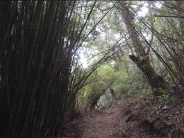 兩側竹蔭交錯參天