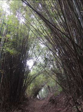 兩側竹林彎駁有如森林之穴
