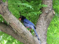 附圖6、國鳥藍鵲的蹤影