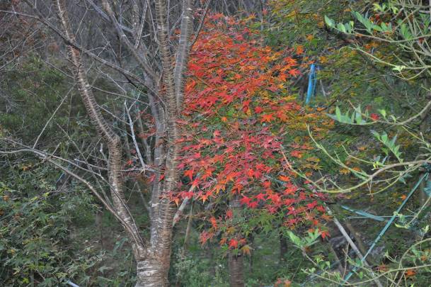 目前菁山路沿線楓樹狀況