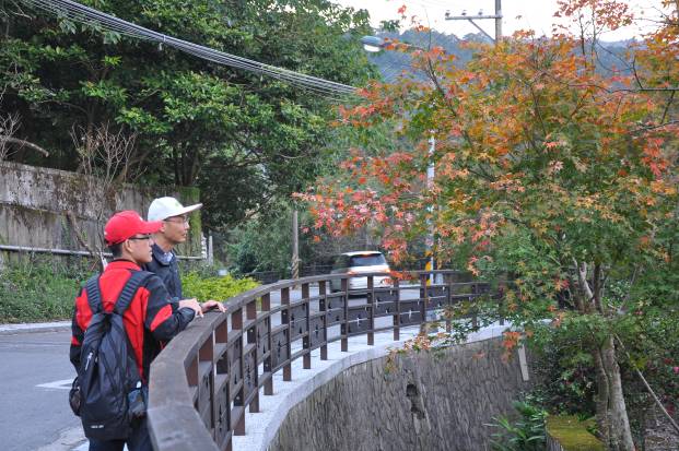 目前菁山路沿線楓樹狀況