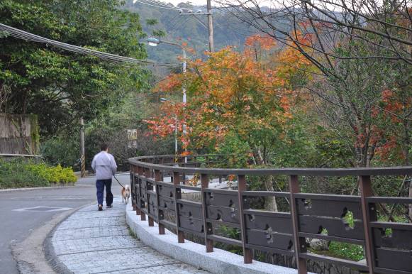 目前菁山路沿線楓樹狀況