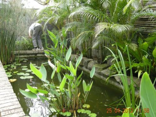 滯洪沉砂池變更為魚池