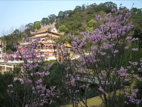 文山區指南宮櫻花林