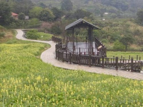 文山區樟樹步道魯冰花