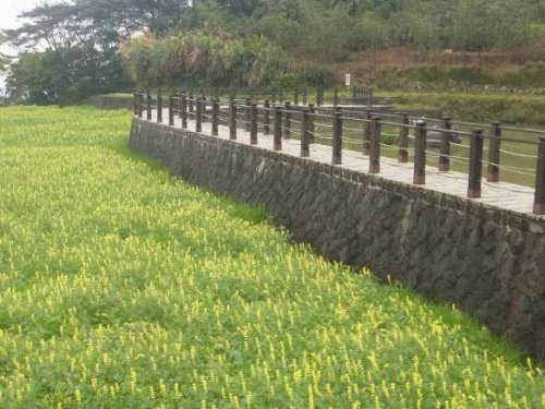 文山區樟樹步道魯冰花