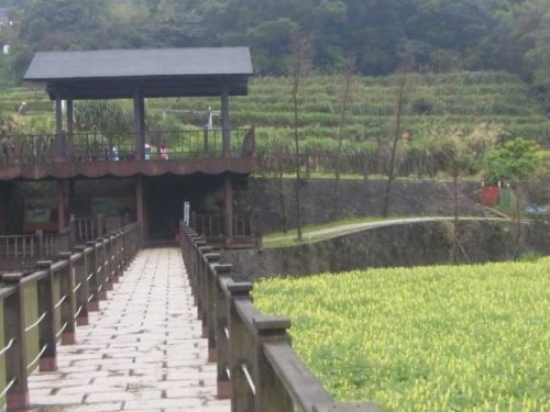 文山區樟樹步道魯冰花