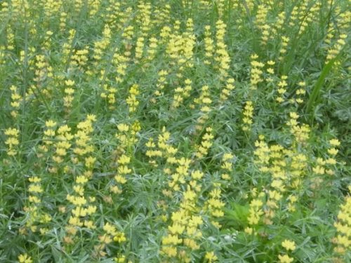 文山區樟樹步道魯冰花