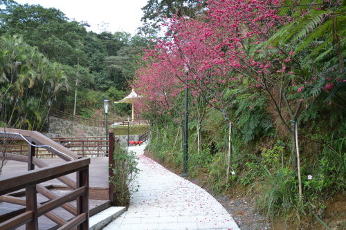 群花齊放的山櫻花