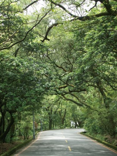 竹子湖環山道路