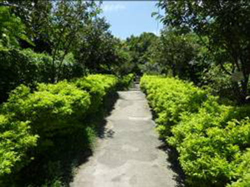 八景 鐵枴李-自然步道「健(賤)」