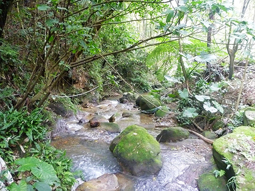 南港大坑溪整治復育有成 魚蝦毛蟹現身!