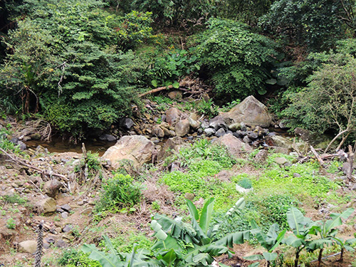 南港大坑溪整治復育有成 魚蝦毛蟹現身!