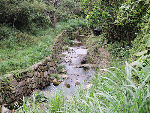 南港大坑溪整治復育有成 魚蝦毛蟹現身!