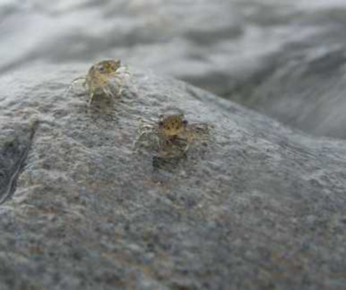 南港大坑溪整治復育有成 魚蝦毛蟹現身!