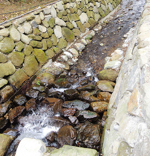 南港大坑溪整治復育有成 魚蝦毛蟹現身!