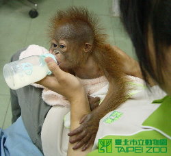 Nursing Orangutan Baby