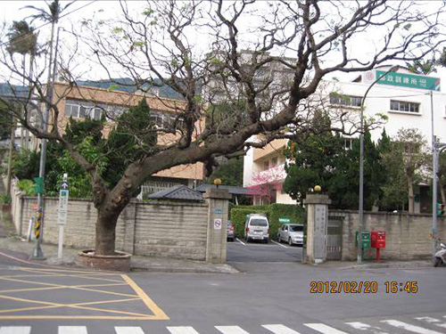 郵政訓練所前的苦楝
