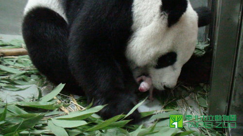 Giant panda mother and cub