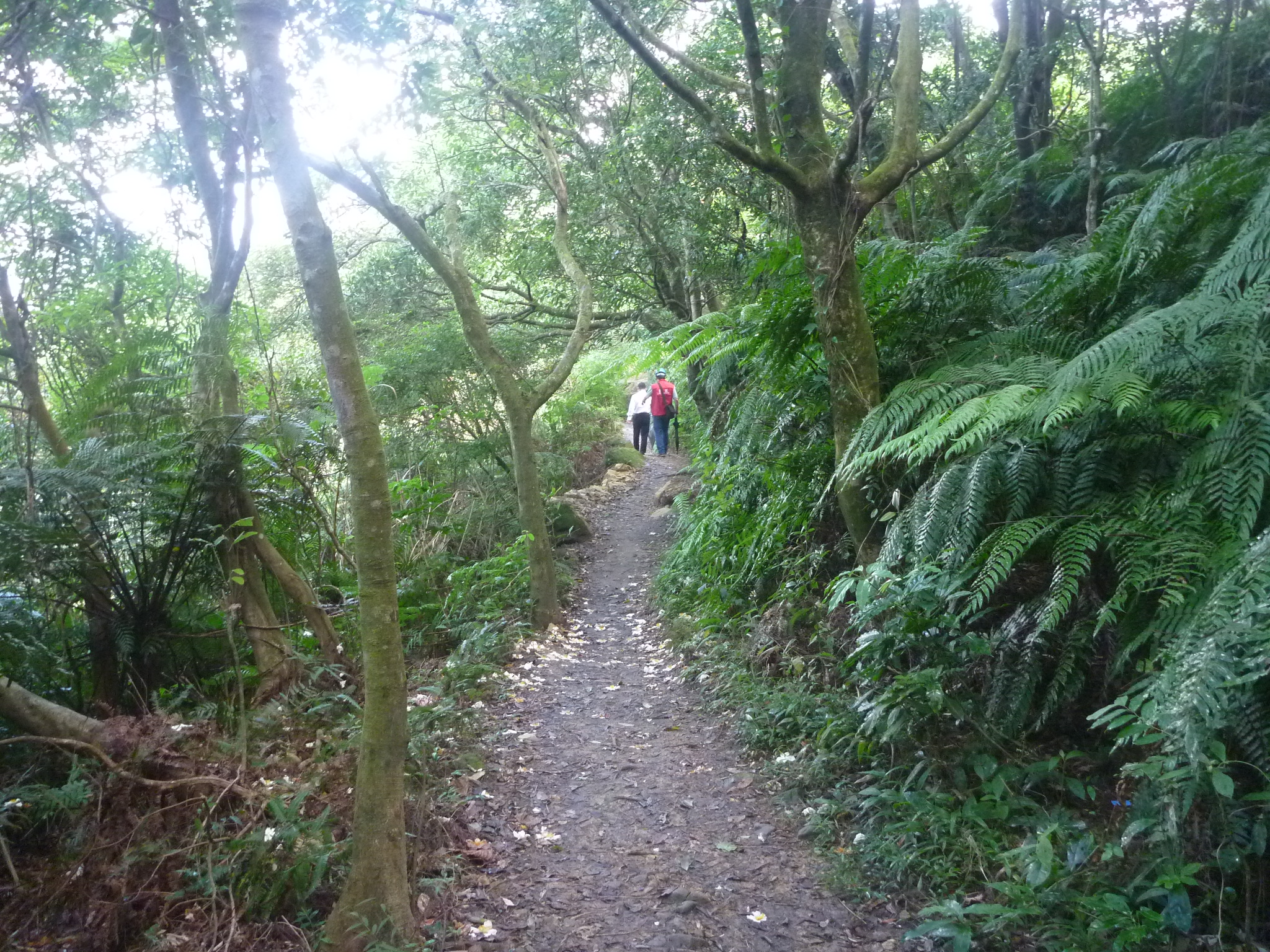 翠山步道-土徑步道