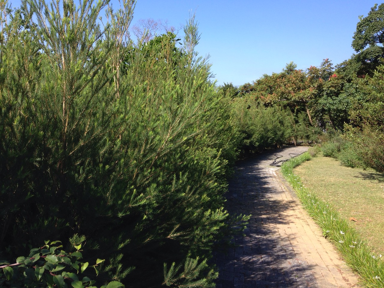 圖8、澳洲茶樹(Tea tree)